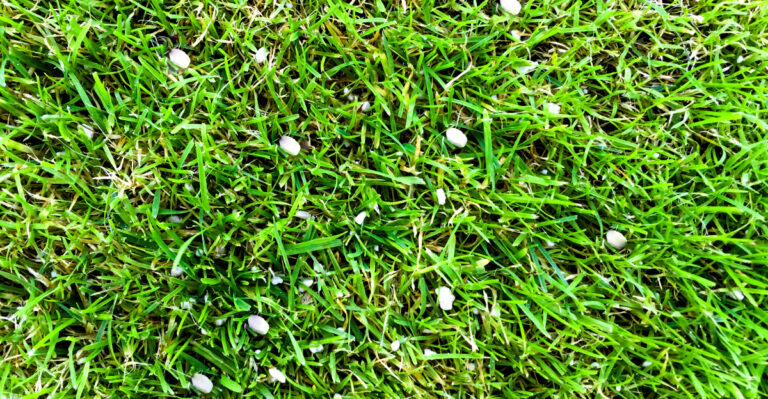 lawn (featured image)