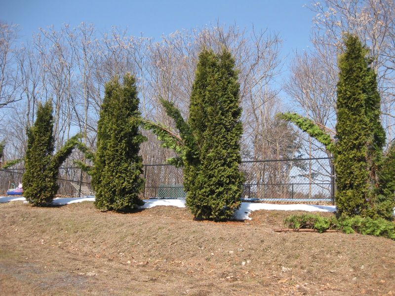 Heavy Snow Is The Biggest Culprit