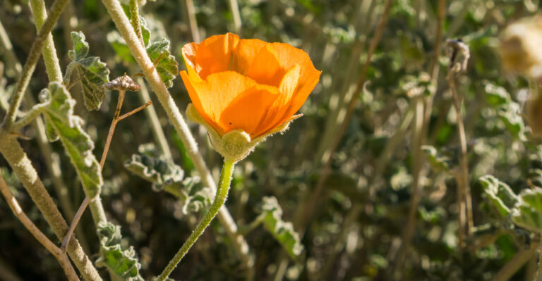 glove mallow (featured image)