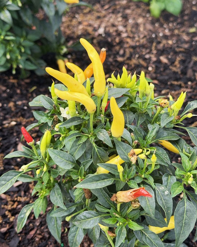 Temperature Swings Still Stress Plants In Spring