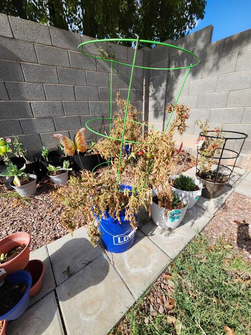 Rapid Heat Increase Pushes Plants Into Stress