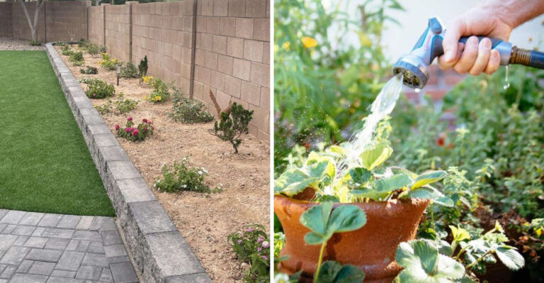 Why Arizona Plants Look Healthy In Spring Then Struggle In June