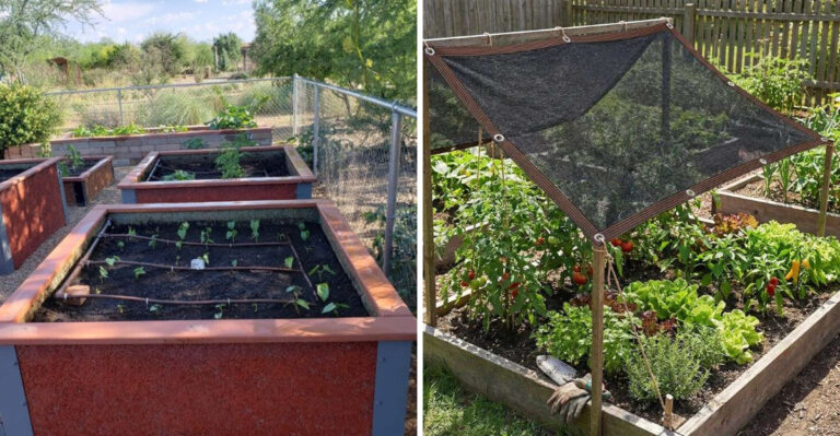 Why Arizona Raised Beds Heat Up Quickly And How To Handle It