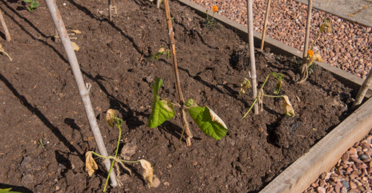 Why Beans And Corn Fail When Planted Too Early In Ohio
