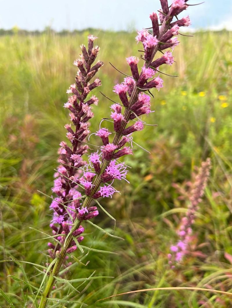A Native Wildflower Adapted To The Region