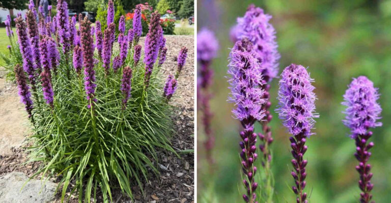 Why Blazing Star Thrives In North Carolina Heat And Poor Soil