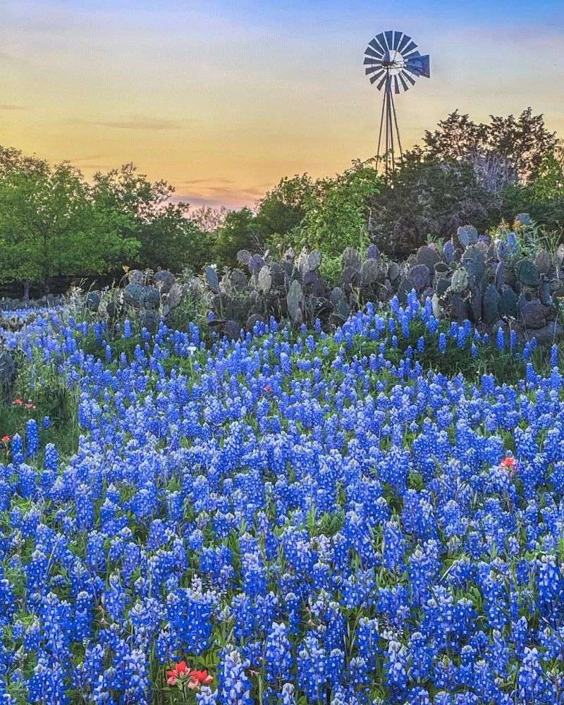 Why Texans Love Them So Much