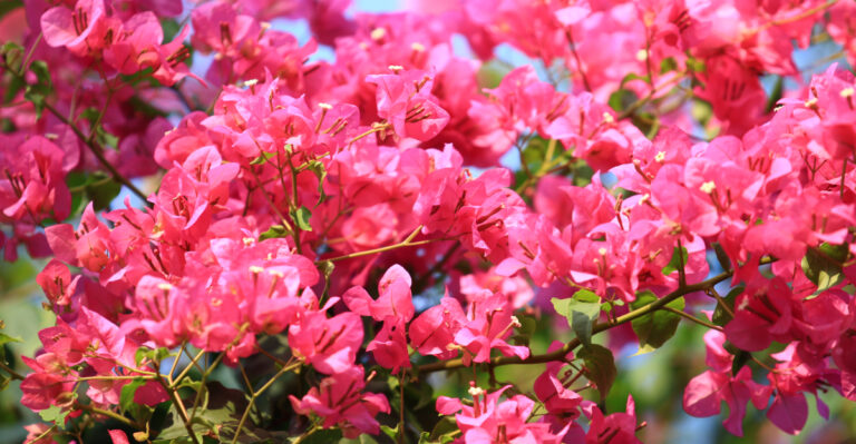 Why Bougainvillea Won’t Bloom In Michigan (And What Really Works)