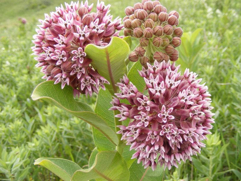 Best Milkweed Types For Pennsylvania Gardens