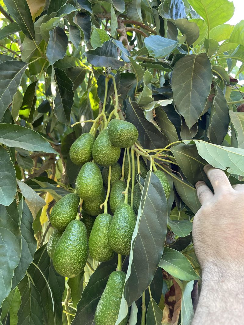 When Heavy Crop Years Backfire