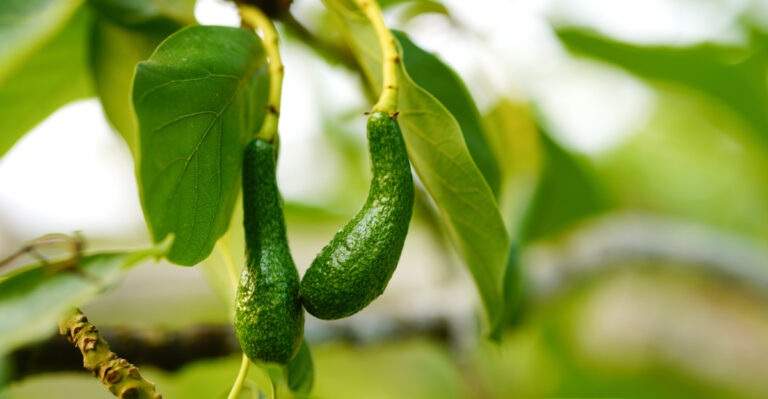 small avocado