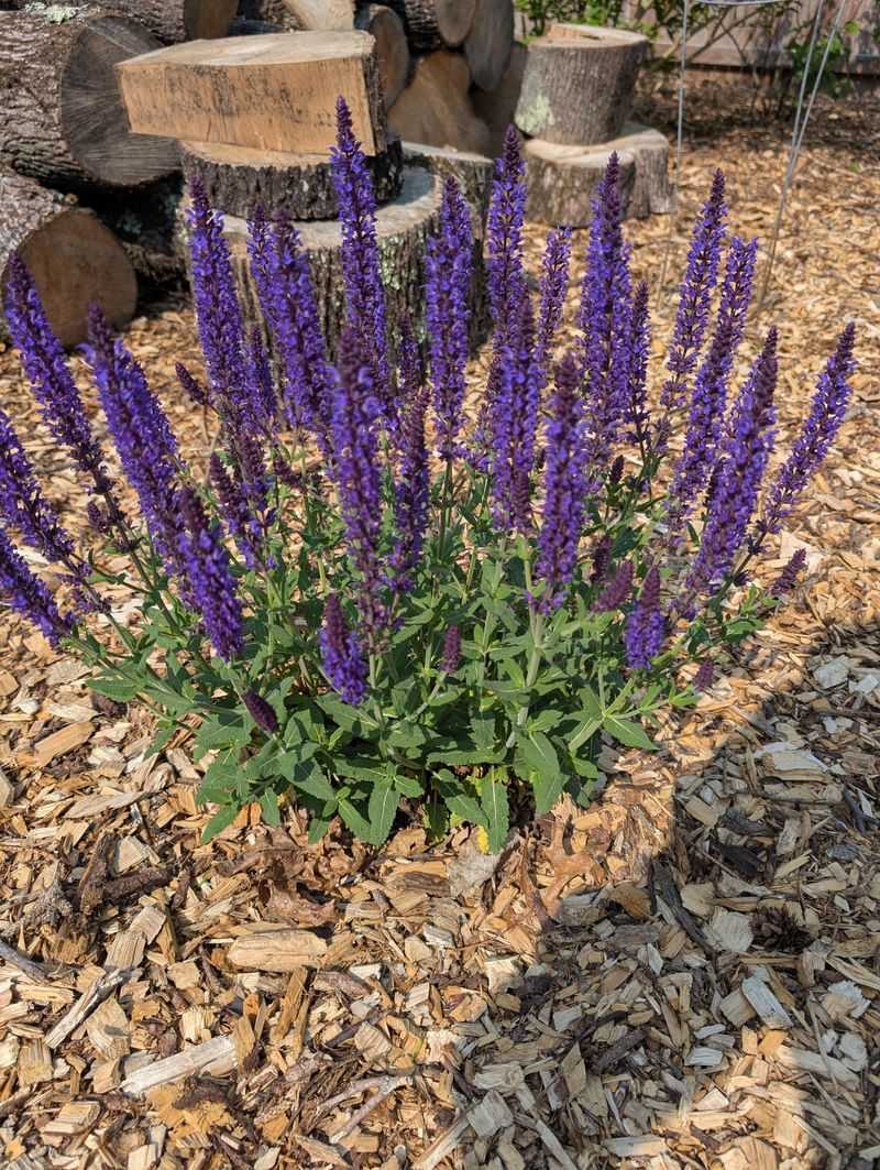 Long Bloom Season That Keeps Going