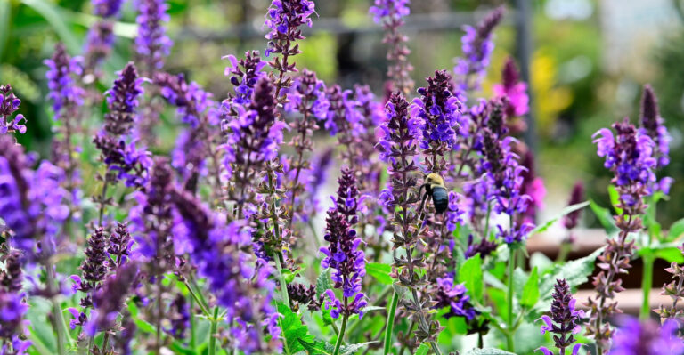 Why California Gardeners Are Obsessed With Salvia Right Now