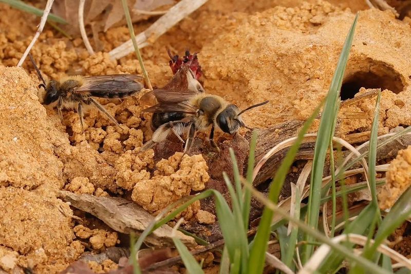 Why Bare Ground Matters