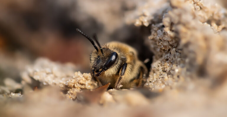 Why California Gardens Need More Bare Ground For Native Bees