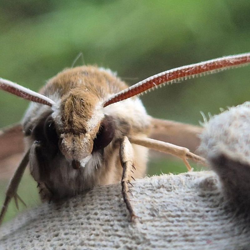 Moths Take Over After Day Pollinators Stop