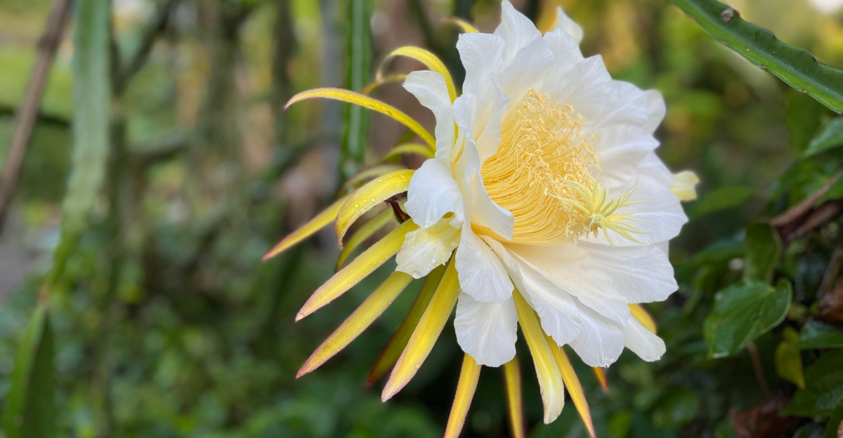 Why California Gardens Need More Night-Pollinator Plants