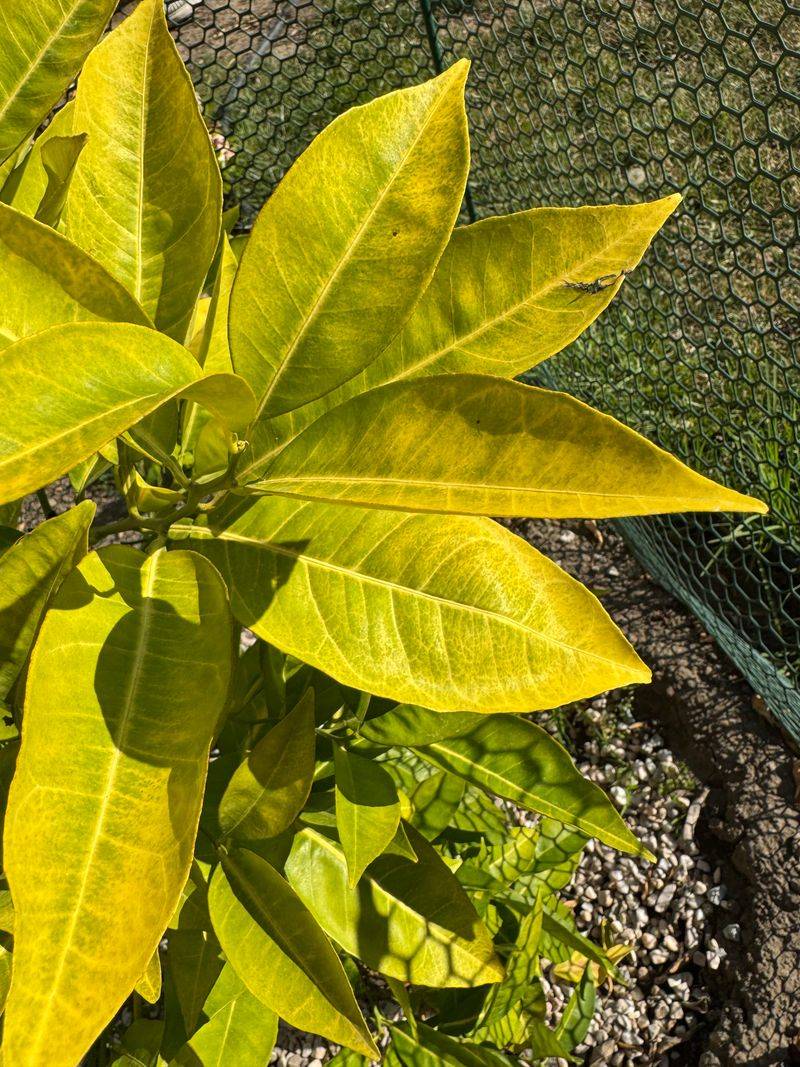 Heat Stress Disrupts Normal Leaf Color