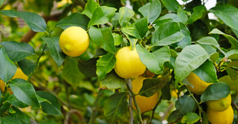 lemon tree (featured image)
