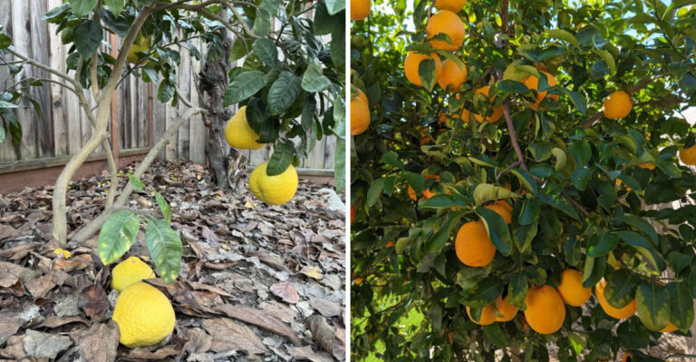 Why Citrus Trees In Arizona Start Dropping Fruit In April And How To Prevent It
