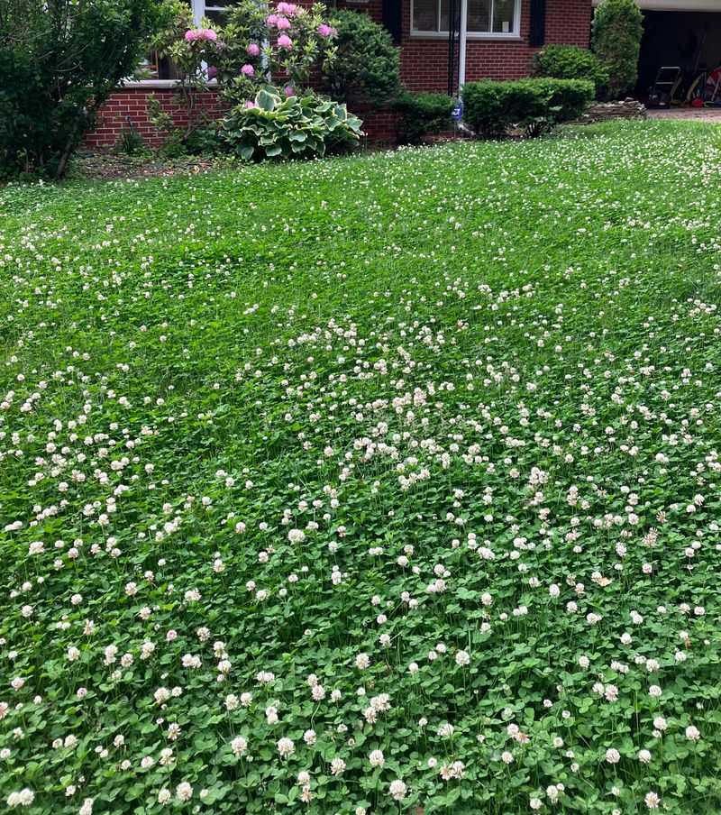 How Clover Feeds The Soil Through Natural Nitrogen Fixing