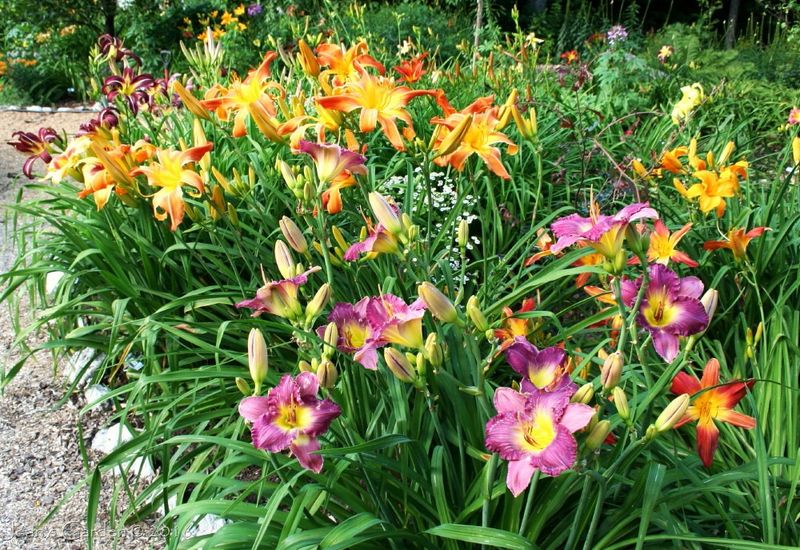 The Wide Range Of Colors And Forms Available