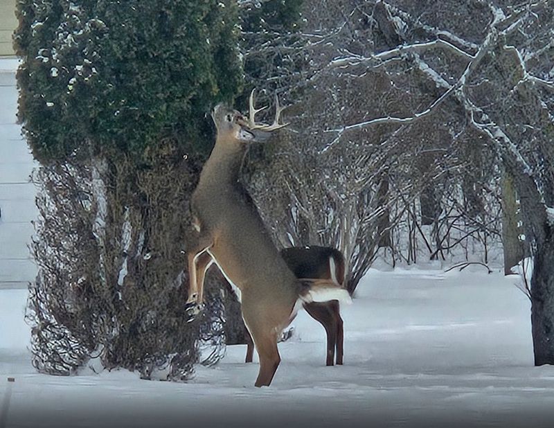 Arborvitae Is A Preferred Winter Food Source