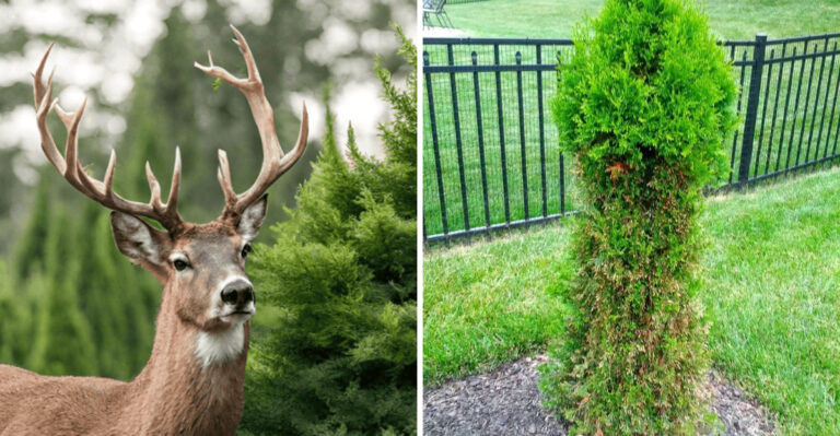 Why Deer Keep Destroying Arborvitae In Michigan Yards