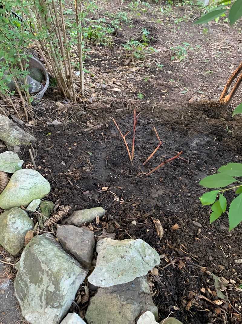 How Deep Peonies Should Actually Be Planted