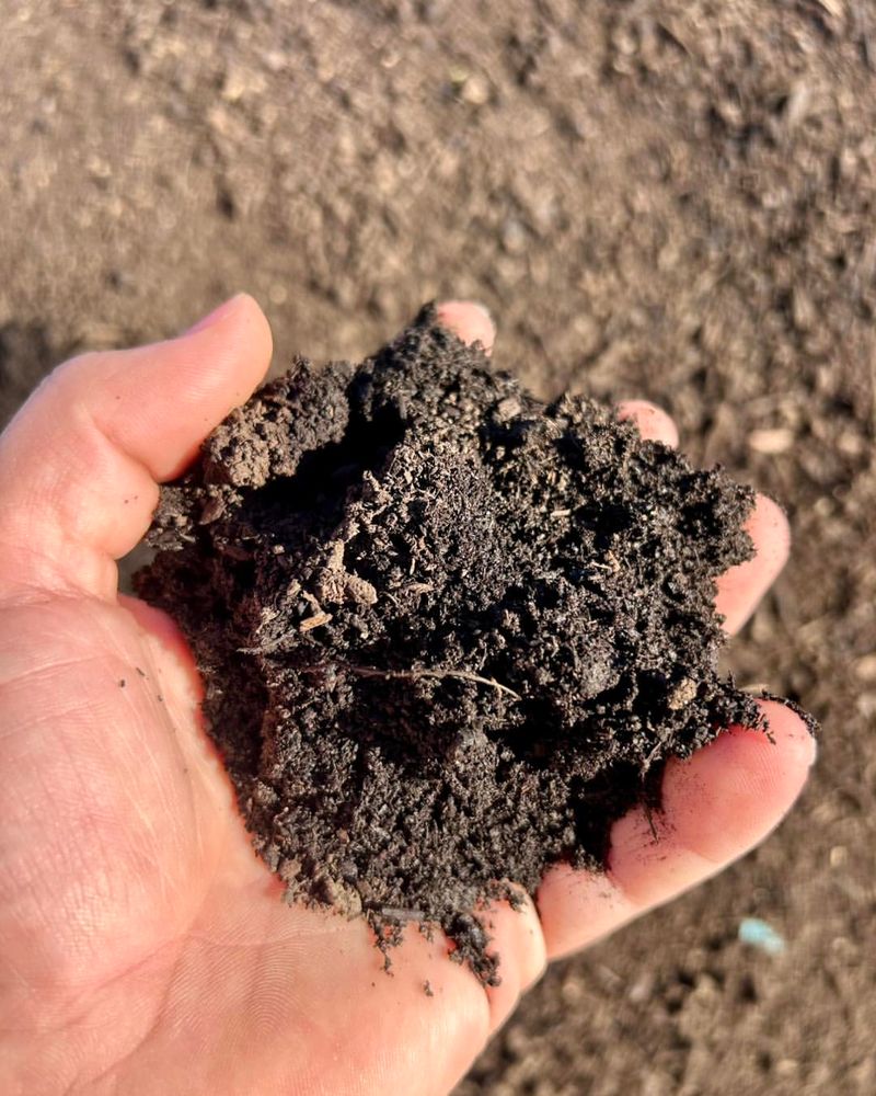 How To Know When Ohio Soil Is Ready For Pea Seeds