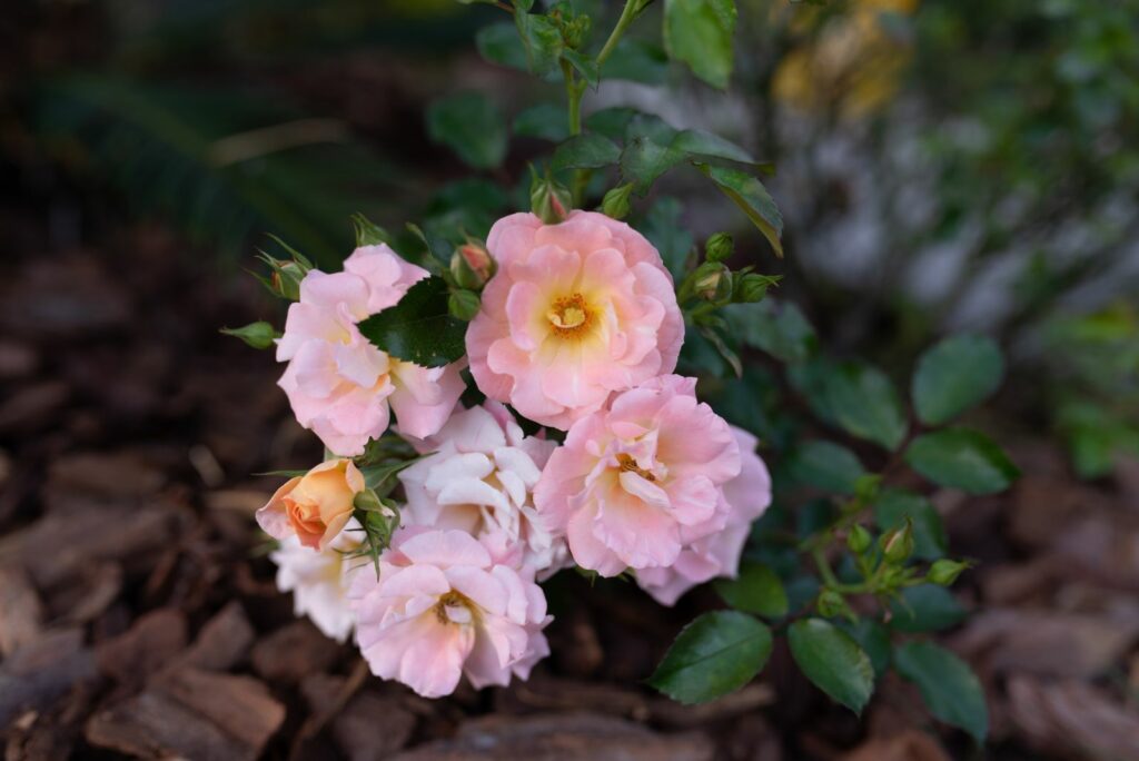 Why Drift Roses Are So Popular In Texas Front Yards