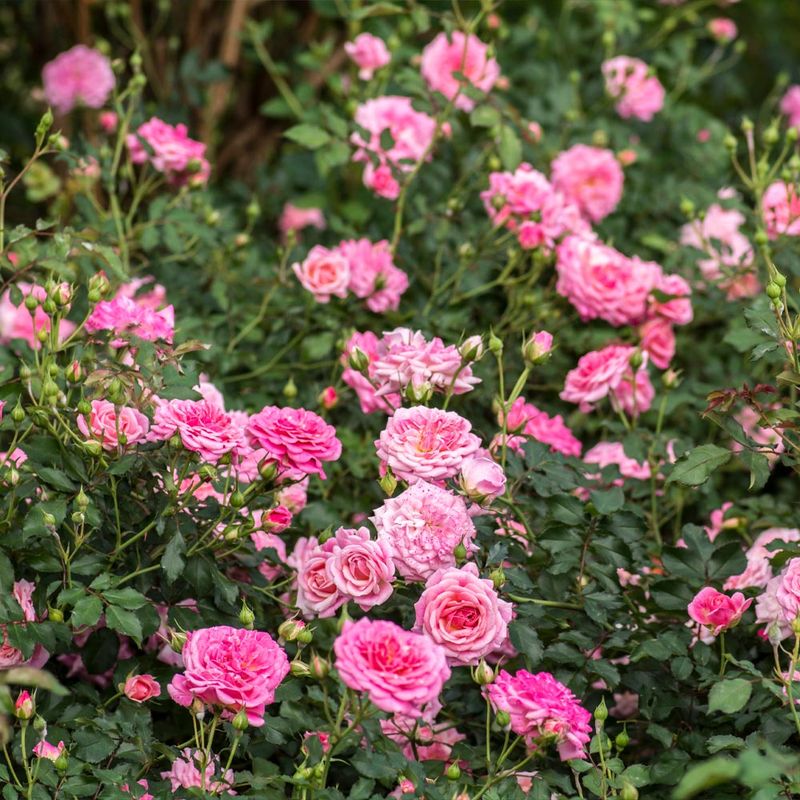 The Popularity Of Drift Roses In Texas