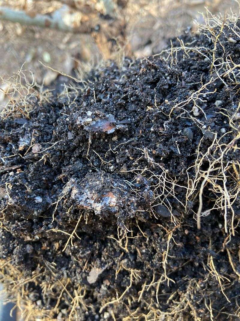 What Soggy Soil Does To Gardenia Roots