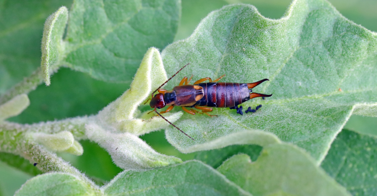 earwig