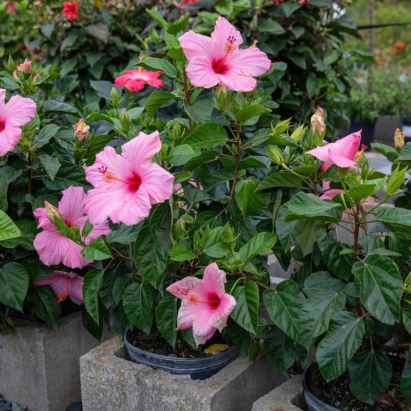 The Role Of Morning Watering In Supporting Flower Quality