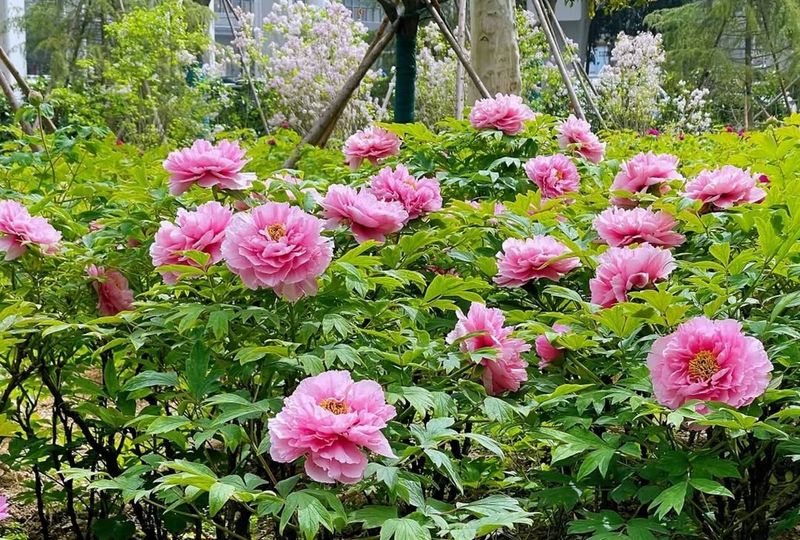 Why Spring Planting Is Usually Second Best