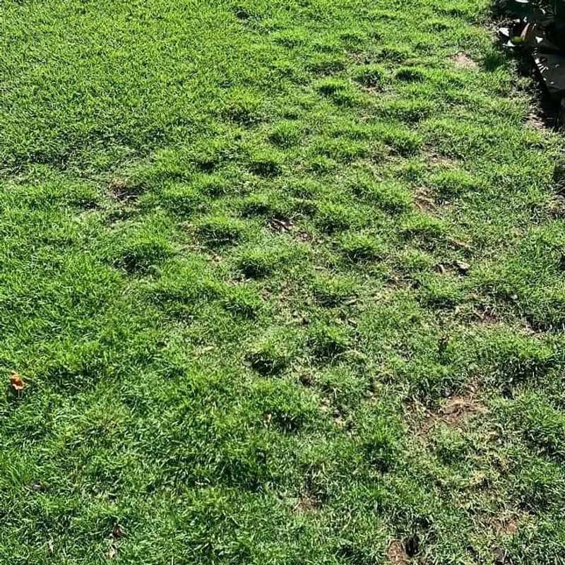 Choosing The Right Fertilizer For Warm Season Grass