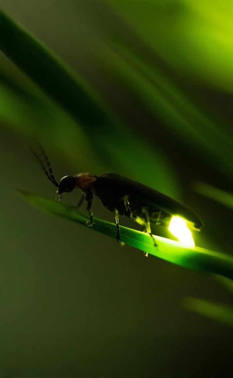 Habitat Loss Is Removing The Damp Areas Fireflies Need