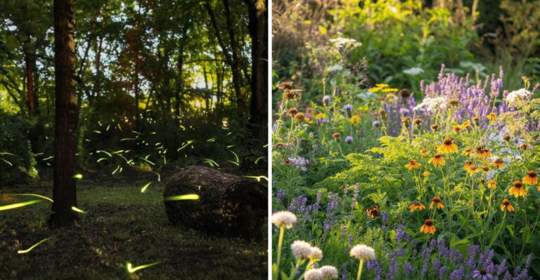 Why Fireflies Are Disappearing From Georgia Yards And What Actually Helps Bring Them Back