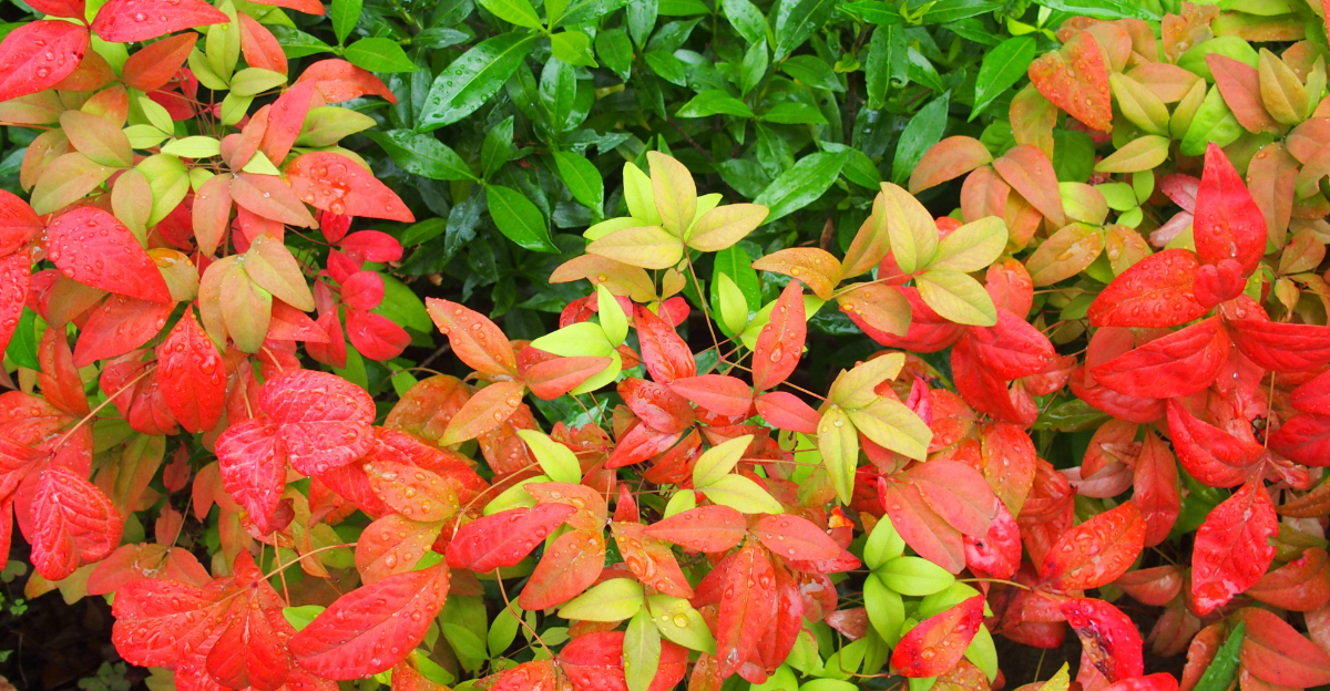 nandina