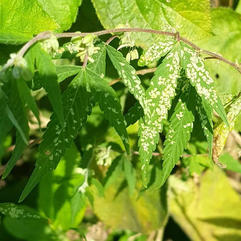 Other Pests That Can Cause Curling Leaves In Florida