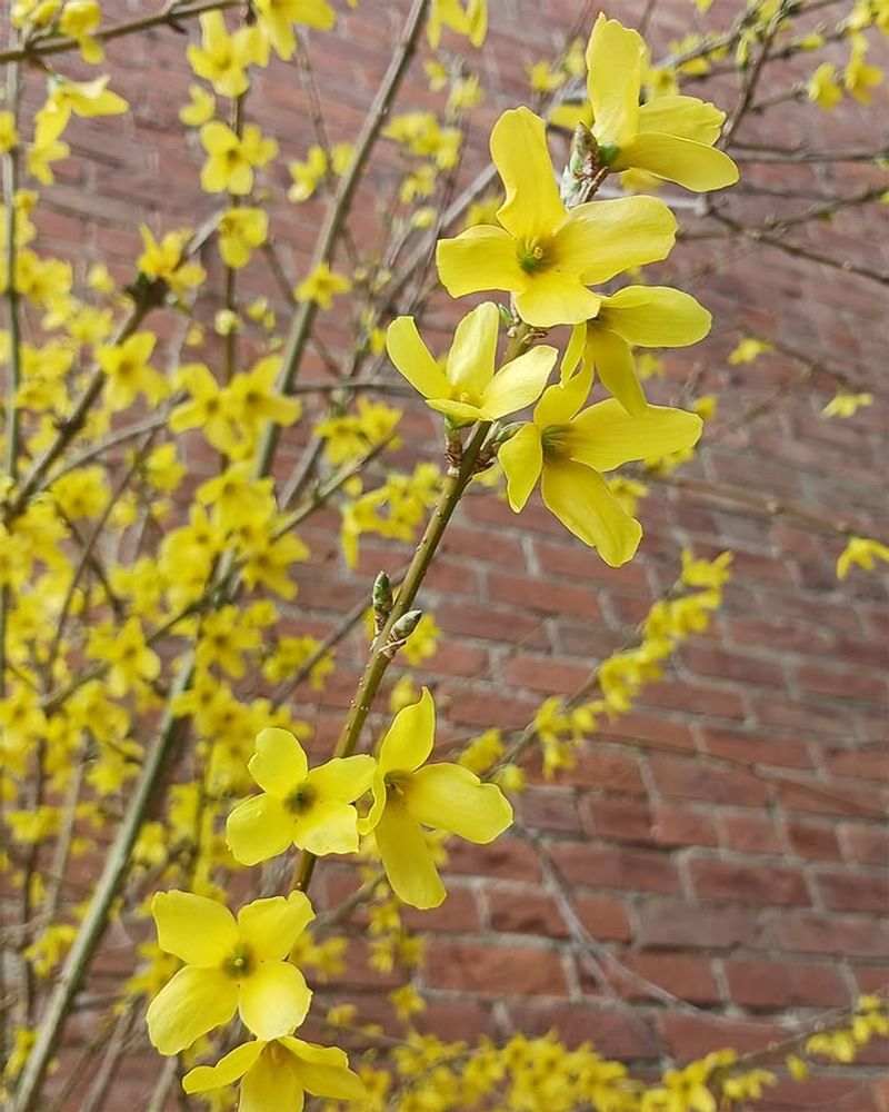 Why It Feels Like A Sign Of Spring In Pennsylvania