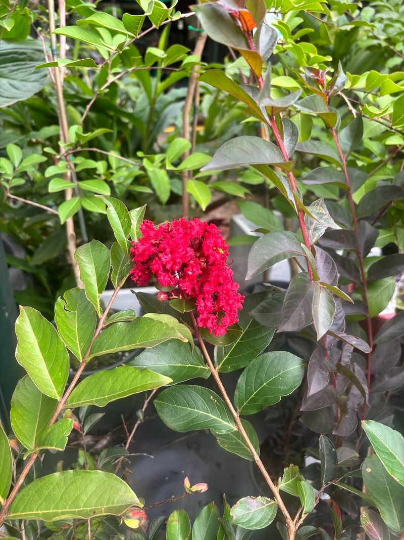 How Its High Drought Tolerance Helps It Handle Tough Florida Summers