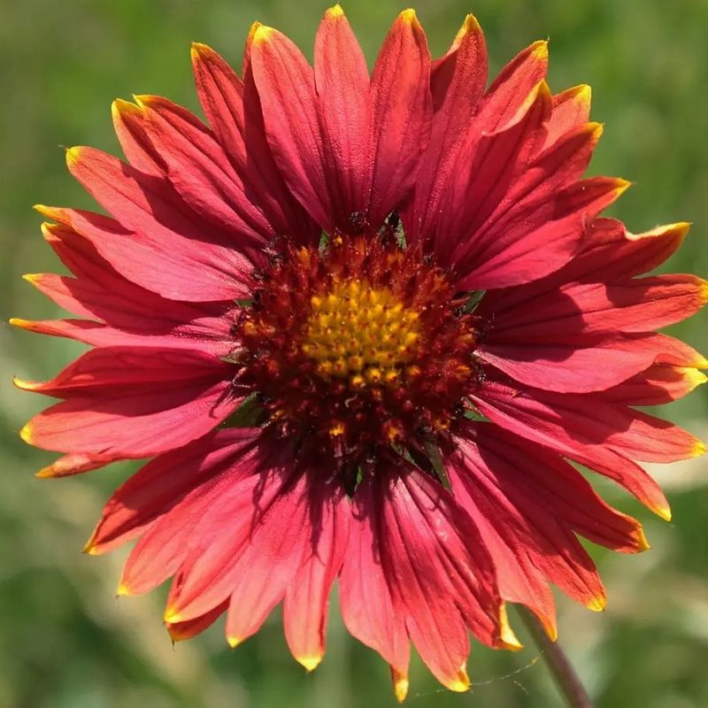 Handles Full Sun With Ease