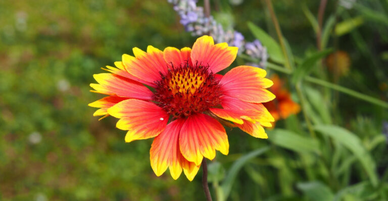 Why Gaillardia Is One Of The Toughest Florida Native Flowers