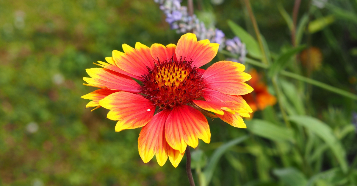 Why Gaillardia Is One Of The Toughest Florida Native Flowers