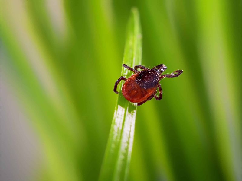 The Extra Concern: Ticks