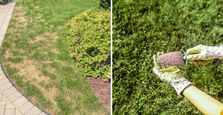 Why Georgia Lawns Start Struggling In May And What To Fix
