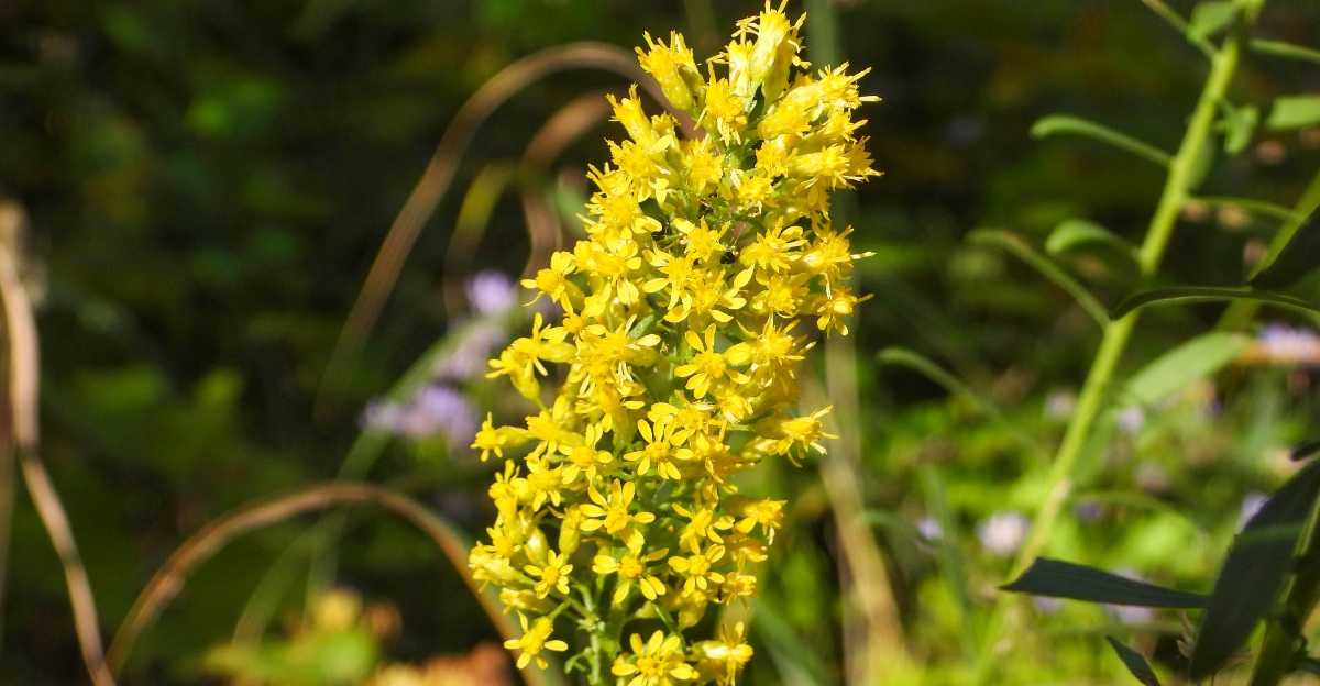 goldenrod