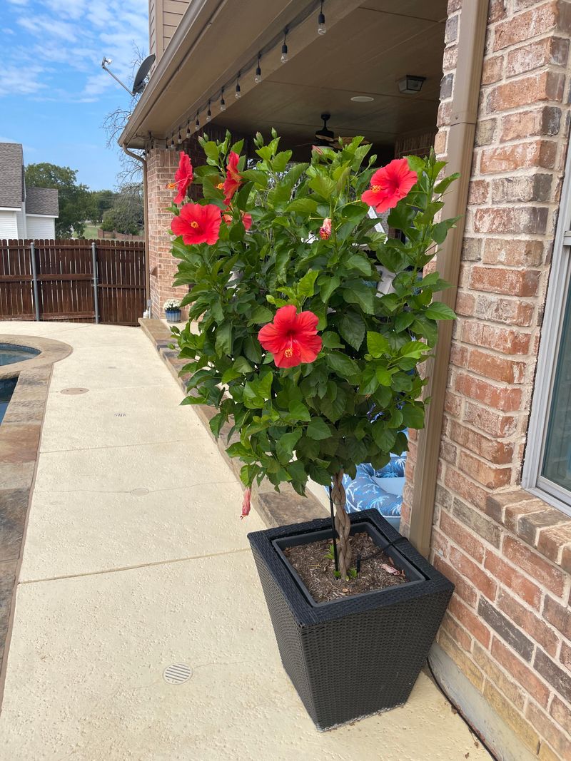 How Light Feeding Supports Healthy Summer Growth